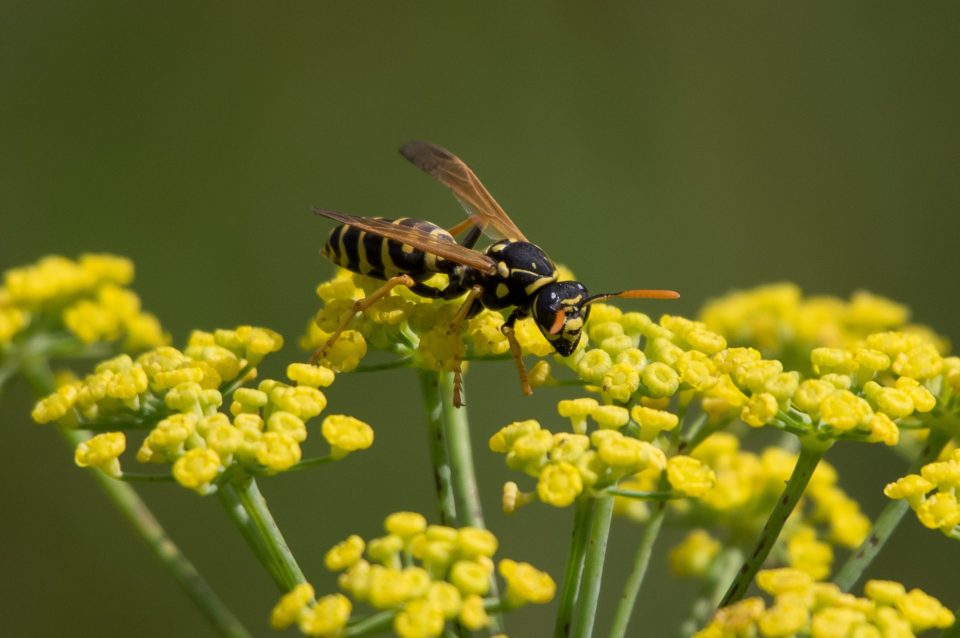 Geniessen Wespen Naturschutz oder nicht fragen sich viele Gartenbesitzer